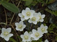 Parnassia palustris 18, Parnassia, Saxifraga-Willem van Kruijsbergen