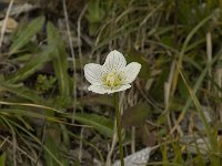 Parnassia palustris 20, Parnassia, Saxifraga-Willem van Kruijsbergen