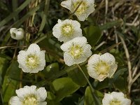 Parnassia palustris 21, Parnassia, Saxifraga-Willem van Kruijsbergen