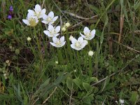 Parnassia palustris 22, Parnassia, Saxifraga-Peter Meininger