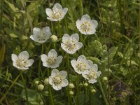 Parnassia palustris 25, Parnassia, Saxifraga-Jan van der Straaten