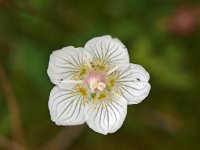 Parnassia palustris 28, Parnassia, Saxifraga-Hans Dekker