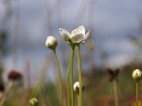 Parnassia palustris 29, Parnassia, Saxifraga-Hans Dekker