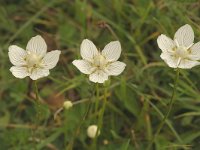 Parnassia palustris 3, Parnassia, Saxifraga-Marijke Verhagen