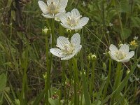 Parnassia palustris 33, Parnassia, Saxifraga-Jan van der Straaten