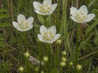 Parnassia palustris 35, Parnassia, Saxifraga-Jan van der Straaten