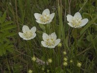 Parnassia palustris 36, Parnassia, Saxifraga-Jan van der Straaten