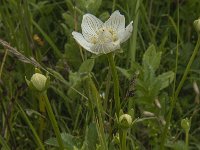 Parnassia palustris 39, Parnassia, Saxifraga-Jan van der Straaten