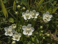 Parnassia palustris 40, Parnassia, Saxifraga-Jan van der Straaten