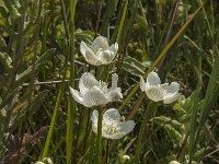 Parnassia palustris 41, Parnassia, Saxifraga-Jan van der Straaten