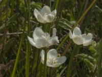 Parnassia palustris 42, Parnassia, Saxifraga-Jan van der Straaten