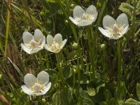 Parnassia palustris 43, Parnassia, Saxifraga-Jan van der Straaten