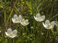 Parnassia palustris 44, Parnassia, Saxifraga-Jan van der Straaten