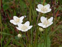 Parnassia palustris 46, Parnassia, Saxifraga-Hans Dekker