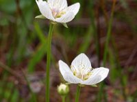 Parnassia palustris 47, Parnassia, Saxifraga-Hans Dekker