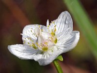 Parnassia palustris 48, Parnassia, Saxifraga-Hans Dekker