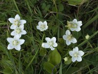 Parnassia palustris 51, Parnassia, Saxifraga-Willem van Kruijsbergen