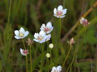 Parnassia palustris 52, Parnassia, Saxifraga-Bart Vastenhouw