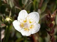 Parnassia palustris 53, Parnassia, Saxifraga-Bart Vastenhouw