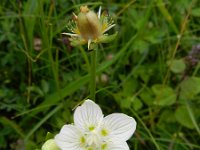 Parnassia palustris 54, Parnassia, Saxifraga-Rutger Barendse