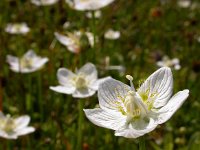 Parnassia palustris 55, Parnassia, Saxifraga-Ed Stikvoort