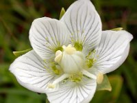 Parnassia palustris 56, Parnassia, Saxifraga-Ed Stikvoort