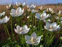 Parnassia palustris 57, Parnassia, Saxifraga-Ed Stikvoort