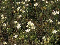 Parnassia palustris 6, Parnassia, Saxifraga-Piet Zomerdijk