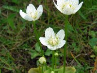 Parnassia palustris 61, Parnassia, Saxifraga-Ed Stikvoort