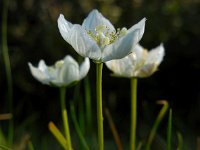 Parnassia palustris 63, Parnassia, Saxifraga-Ed Stikvoort