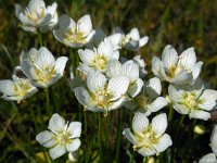 Parnassia palustris 65, Parnassia, Saxifraga-Ed Stikvoort