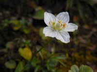 Parnassia palustris 66, Parnassia, Saxifraga-Ed Stikvoort