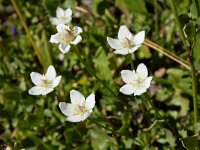 Parnassia palustris 68, Parnassia, Saxifraga-Simone van Velzen