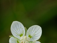 Parnassia palustris 7, Parnassia, Saxifraga-Jan Nijendijk