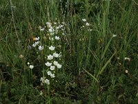 Parnassia palustris 74, Parnassia, Saxifraga-Hans Boll