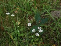 Parnassia palustris 78, Parnassia, Saxifraga-Hans Boll