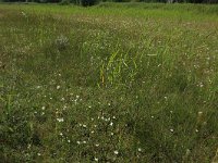 Parnassia palustris 79, Parnassia, Saxifraga-Hans Boll