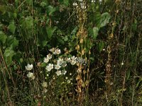 Parnassia palustris 80, Parnassia, Saxifraga-Hans Boll