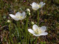 Parnassia palustris 83, Parnassia, Saxifraga-Ed Stikvoort