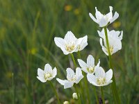 Parnassia palustris 84, Parnassia, Saxifraga-Hans Dekker