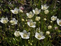 Parnassia palustris 92, Parnassia, Saxifraga-Harry Jans