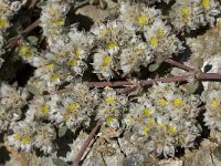 Paronychia argentea 10, Saxifraga-Willem van Kruijsbergen