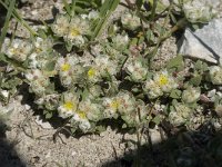 Paronychia argentea 11, Saxifraga-Jan van der Straaten