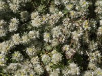 Paronychia argentea 13, Saxifraga-Jan van der Straaten