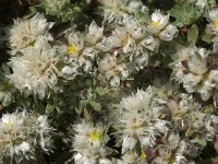 Paronychia argentea 17, Saxifraga-Jan van der Straaten