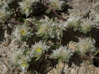 Paronychia argentea 18, Saxifraga-Willem van Kruijsbergen