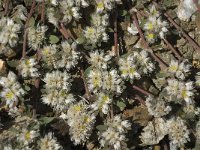 Paronychia argentea 19, Saxifraga-Jan van der Straaten