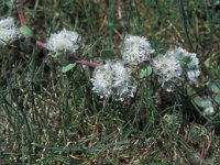 Paronychia argentea 2, Saxifraga-Jan van der Straaten