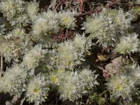 Paronychia argentea 20, Saxifraga-Willem van Kruijsbergen