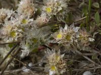 Paronychia argentea 24, Saxifraga-Willem van Kruijsbergen